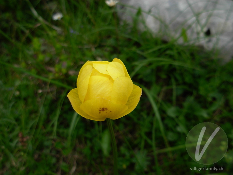 Europäische Trollblume: Übersicht